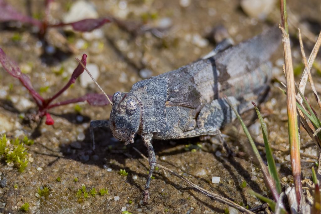 Blauwvleugelsprinkhaan