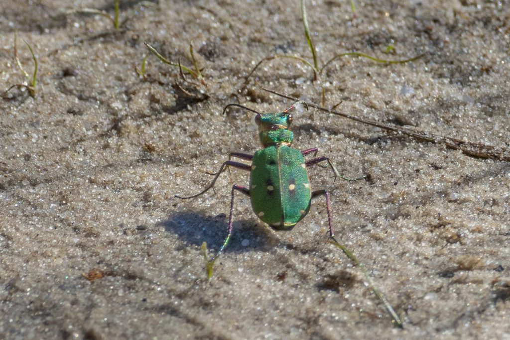groene zandloopkever