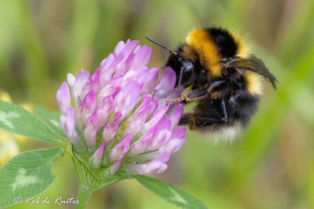 veenhommel