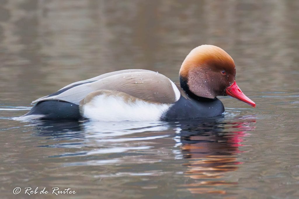 Roodkopgans zwemt op het water.
