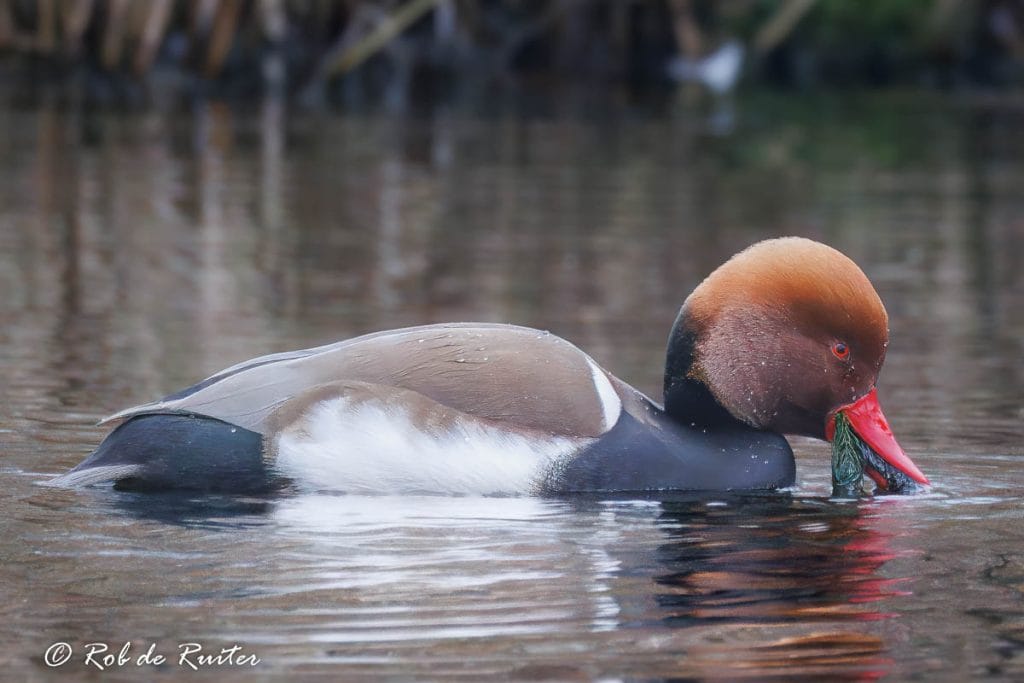 Eend zwemt en eet in het water.