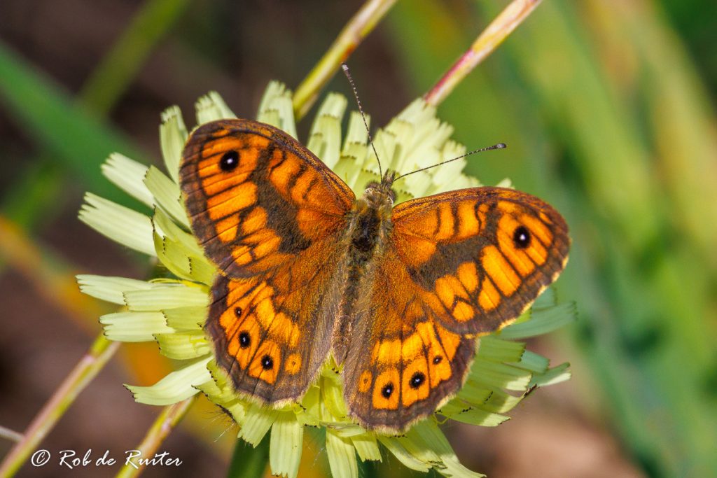 argusvlinder