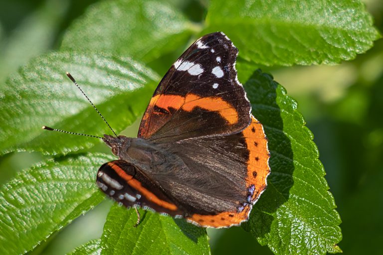 Atalanta op groen blad in de zon.