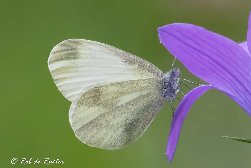 Witte vlinder op paarse bloem tegen groene achtergrond.
