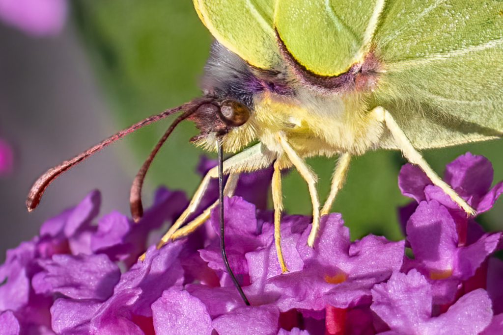 Citroenvlinder op paarse bloem