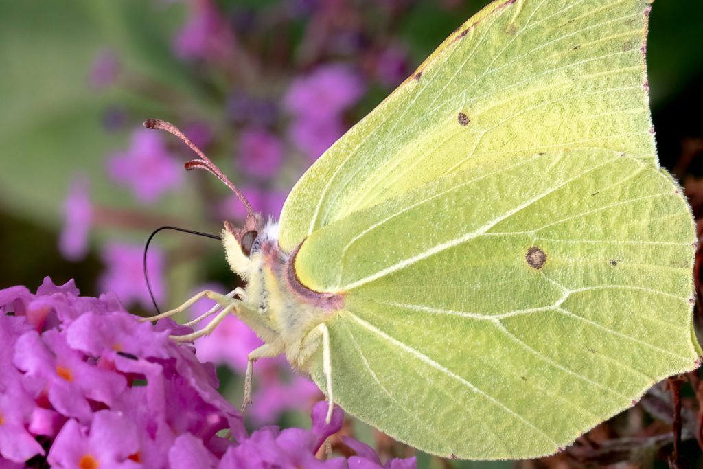 Citroenvlinder op paarse bloemen in close-up