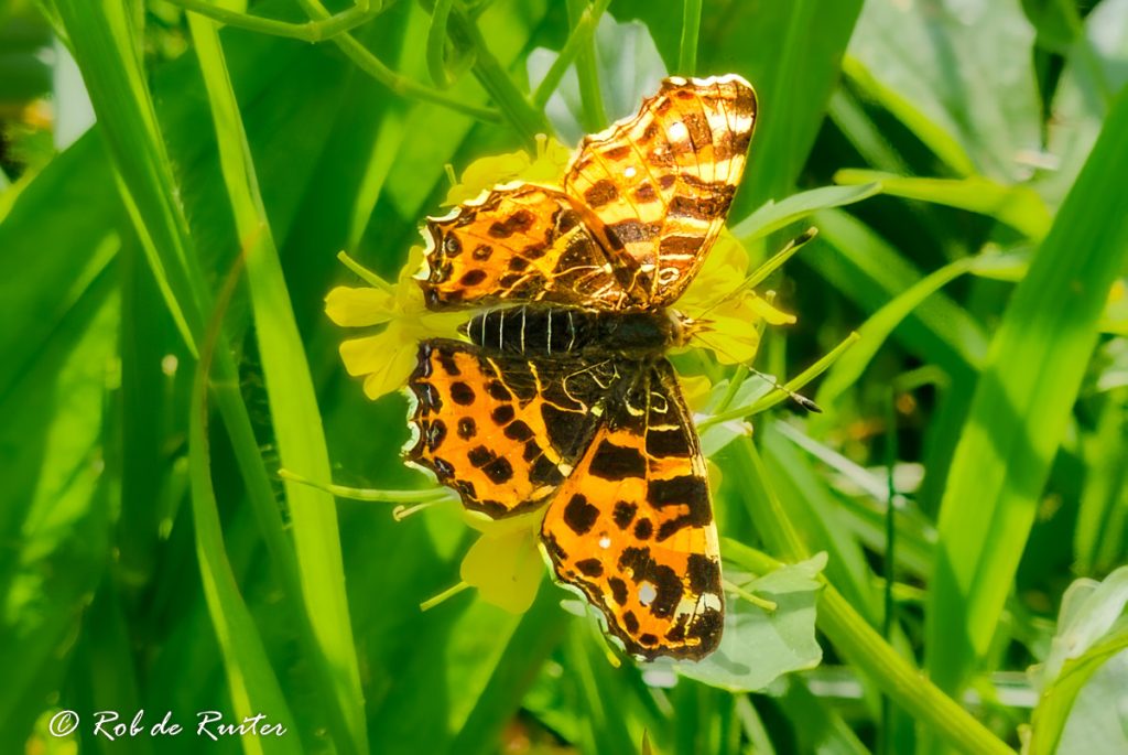 Oranje vlinder op een gele bloem