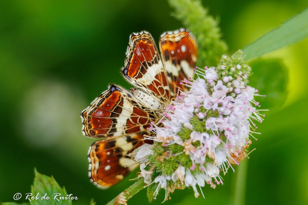 Landkaartje vlinder bezoekt bloeiende bloem
