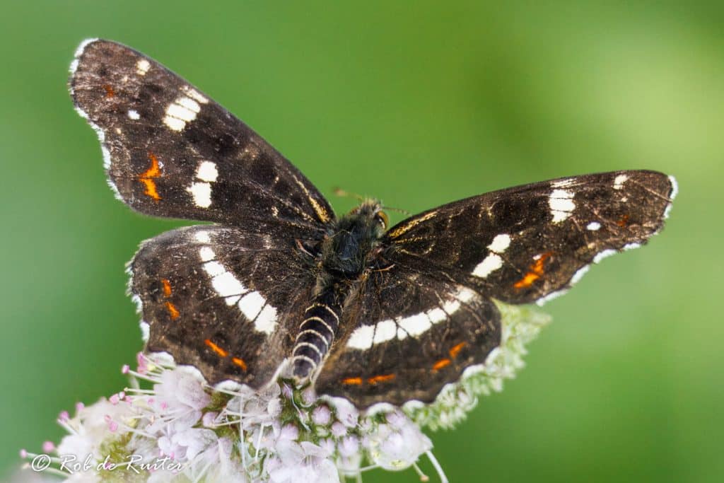 Landkaartje vlinder op bloem in de natuur