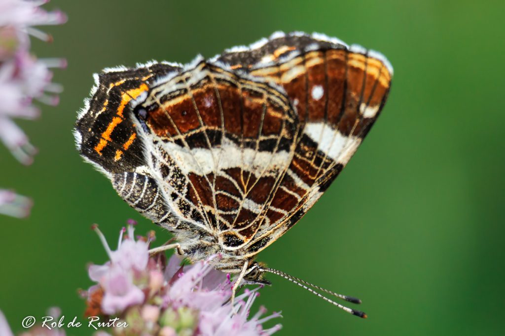 Landkaartje vlinder op bloem met kleurrijke vleugels