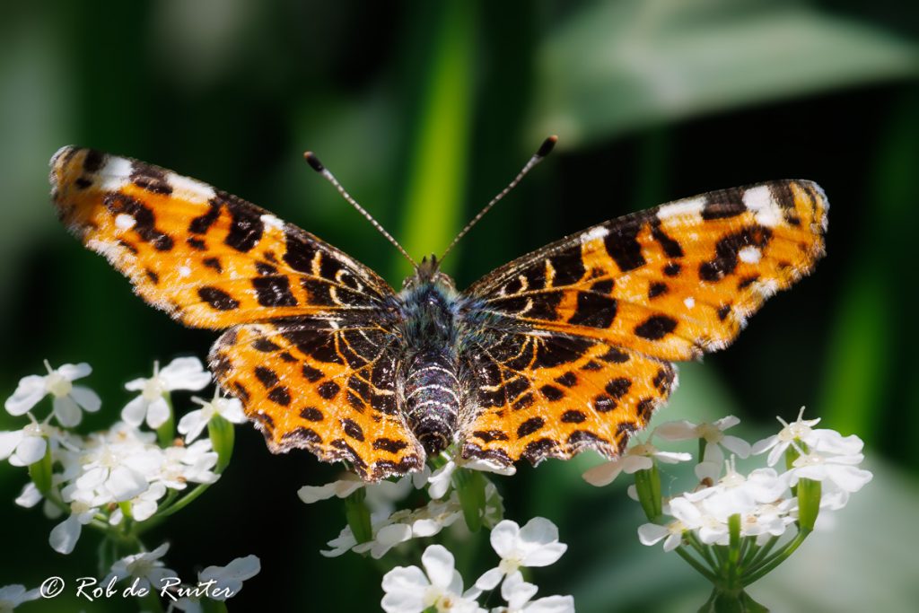 Landkaartje vlinder op witte bloemen in zonlicht.