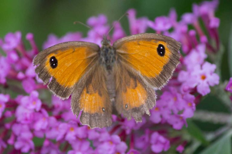 Oranje vlinder op paarse bloemen