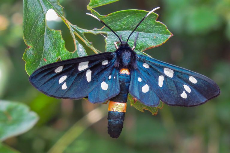 Phegeavlinder op blad in de natuur.