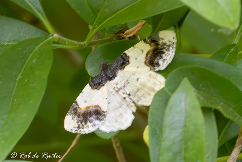 Een vlinder verscholen tussen groene bladeren.