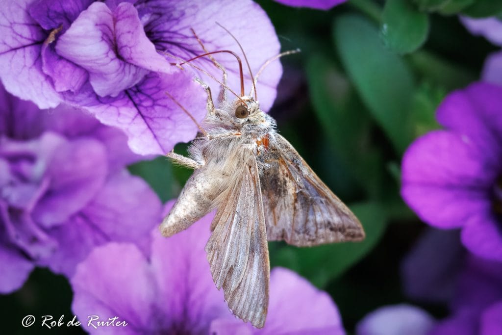 Vlinder op paarse bloemen in natuur.
