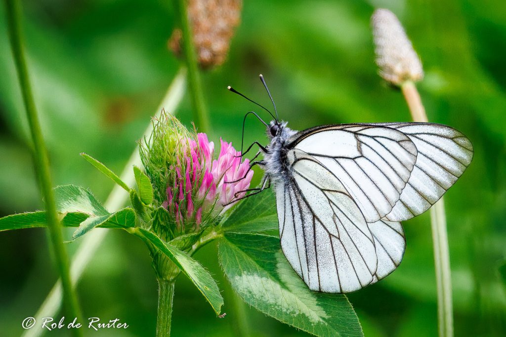 Witte vlinder op roze klaverbloem