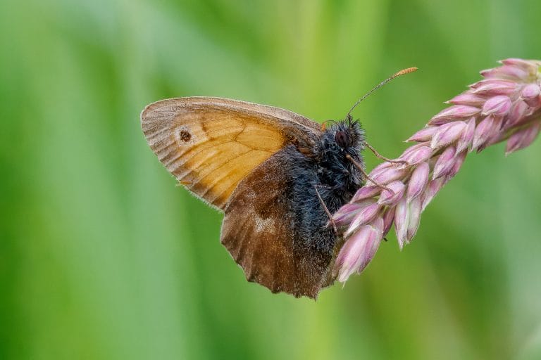 Bruine vlinder op een roze grasspriet