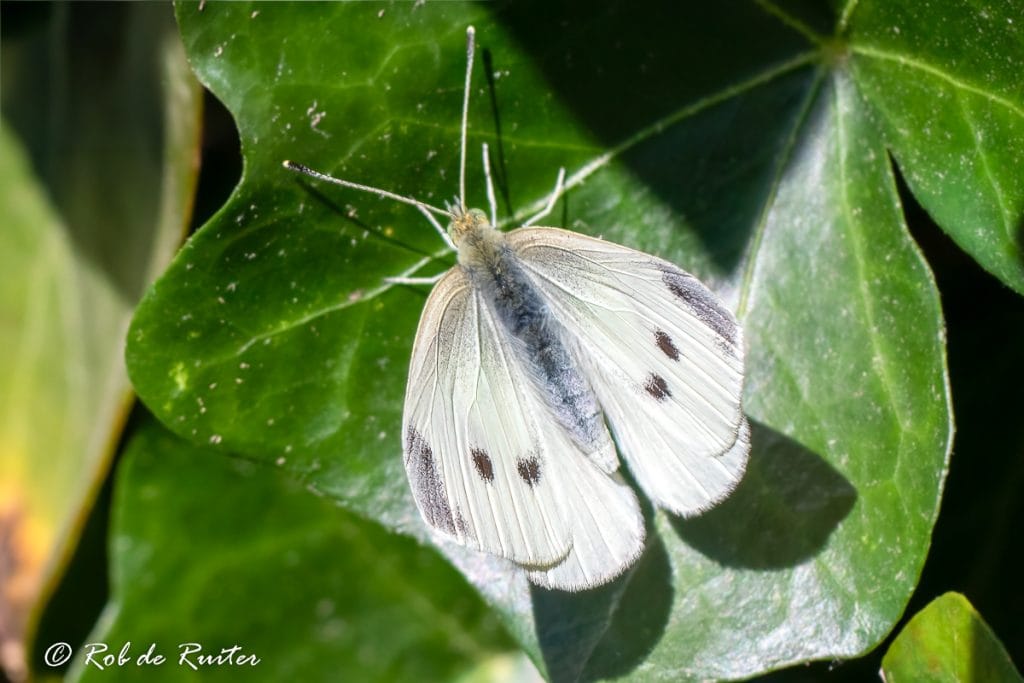 Witte vlinder op groene blad.