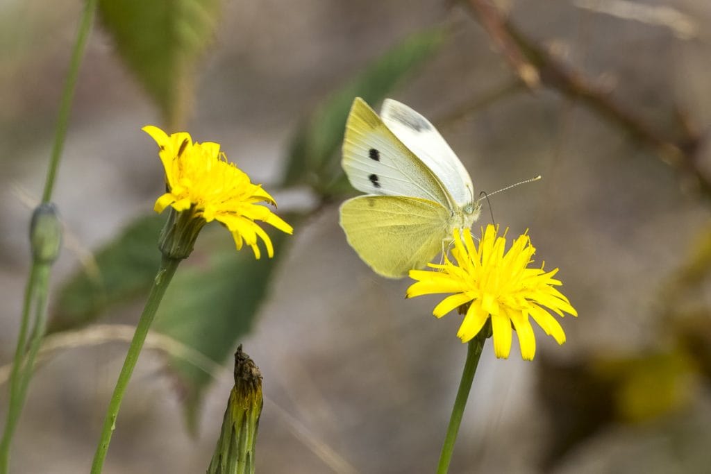 Witte vlinder op gele bloemen in de natuur