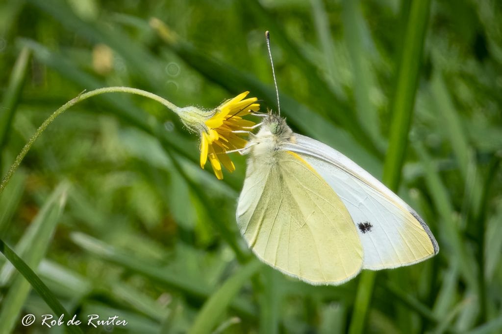 Witte vlinder drinkt nectar van gele bloem.