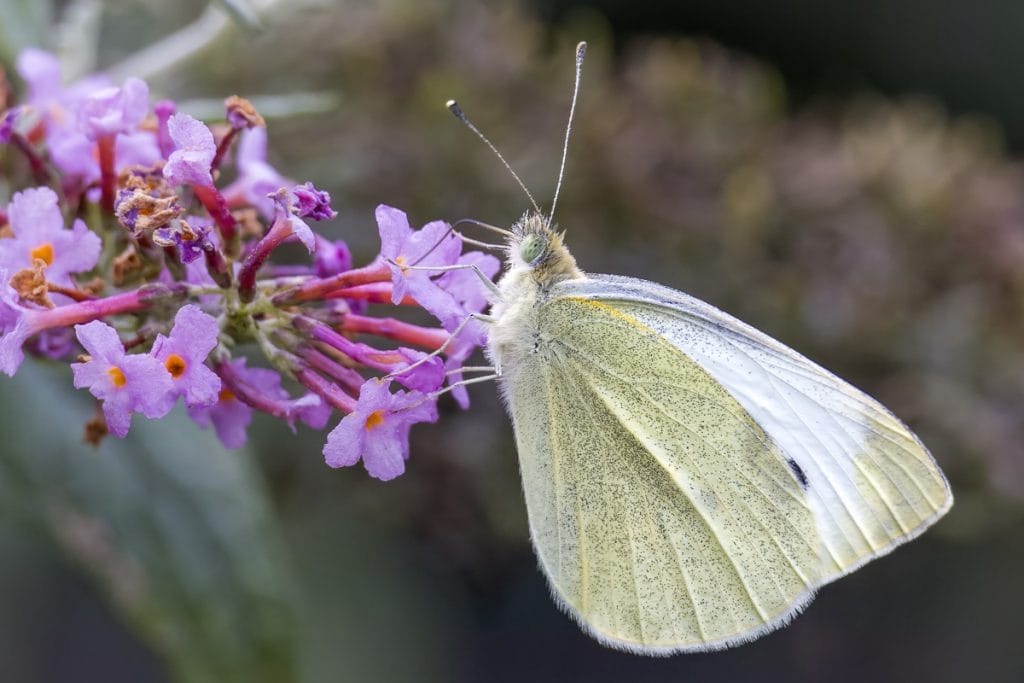Witte vlinder op paarse bloemen in de natuur