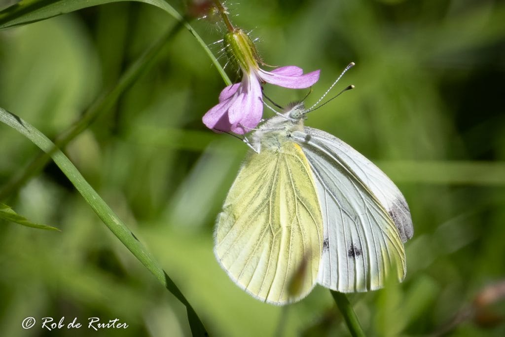 Witte vlinder die nectar van een bloem drinkt.