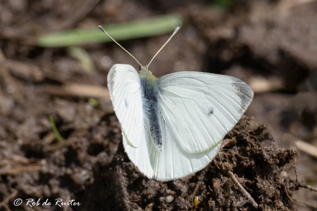 Witte vlinder op de grond.