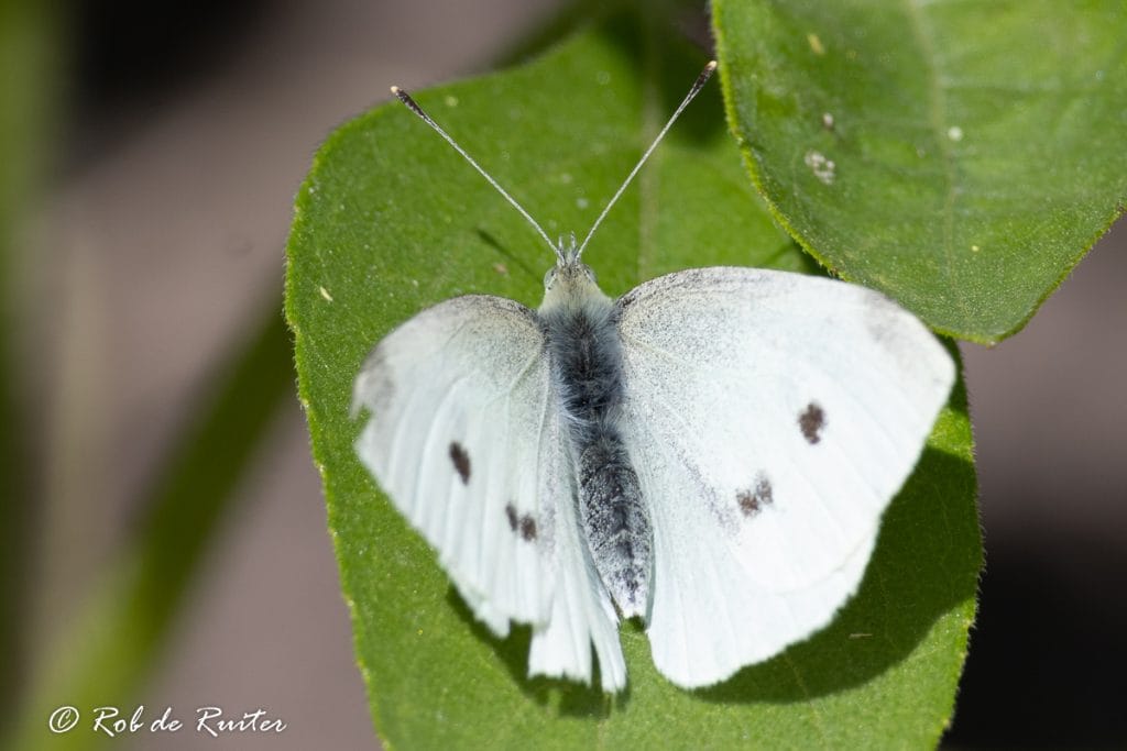 Witte vlinder zittend op een groen blad
