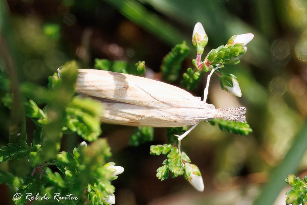Lieveheersbeestje op groene bladeren in zonlicht.