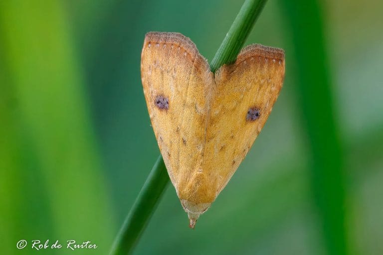 Een close-up van een oranje nachtvlinder