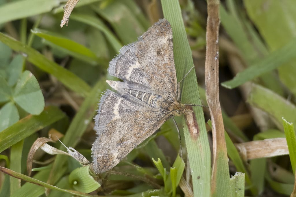 Bruine mot op gras in de natuur.