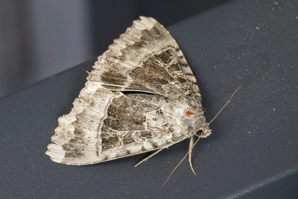 Vleermot op een zwart oppervlak