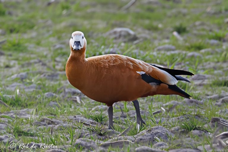 Bruine vogel op grasveld met groen achtergrond.