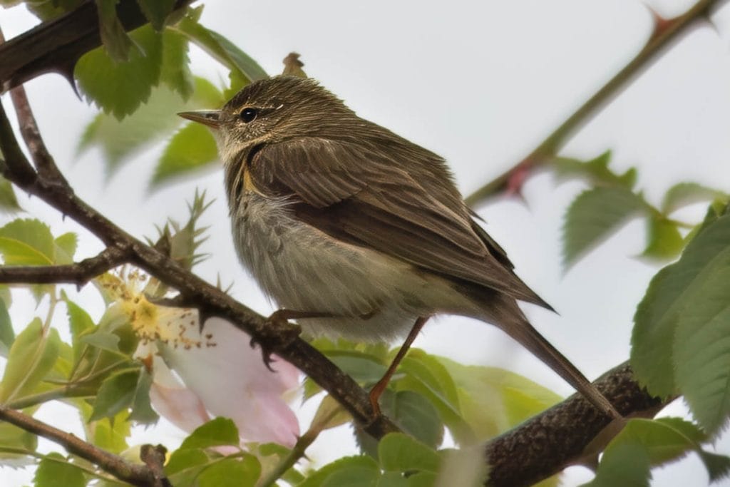 Kleine vogel zittend op tak met bladeren.
