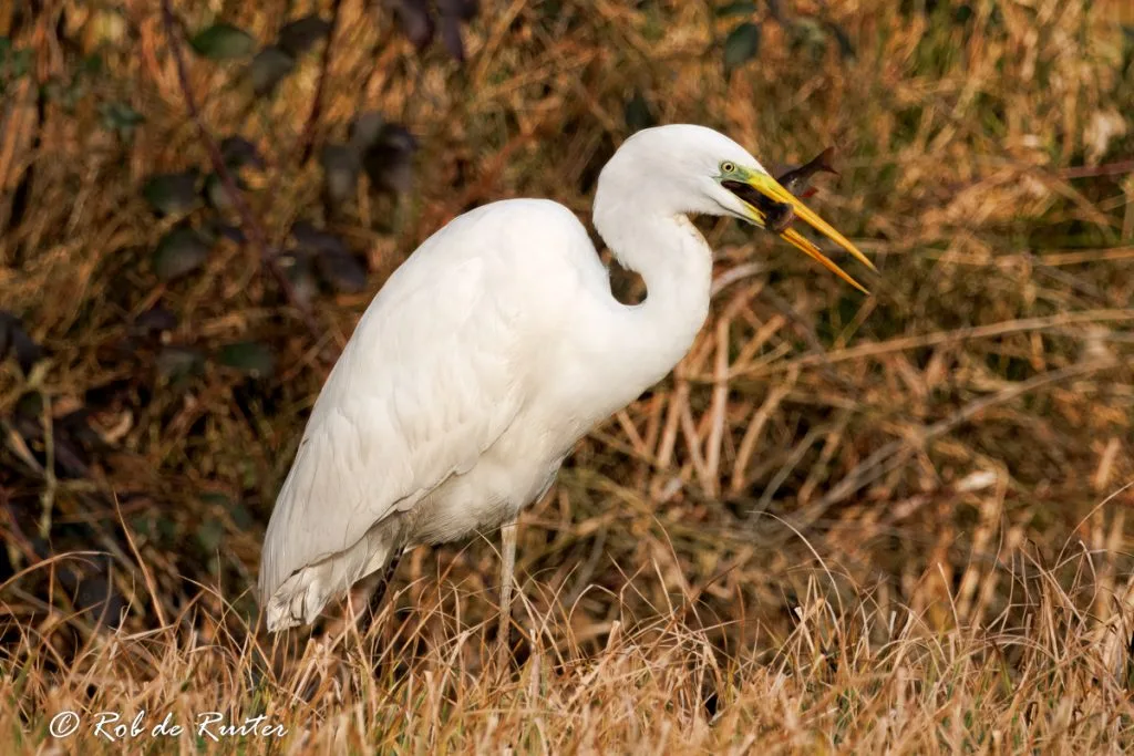 Een witte reiger tussen bladeren en water.