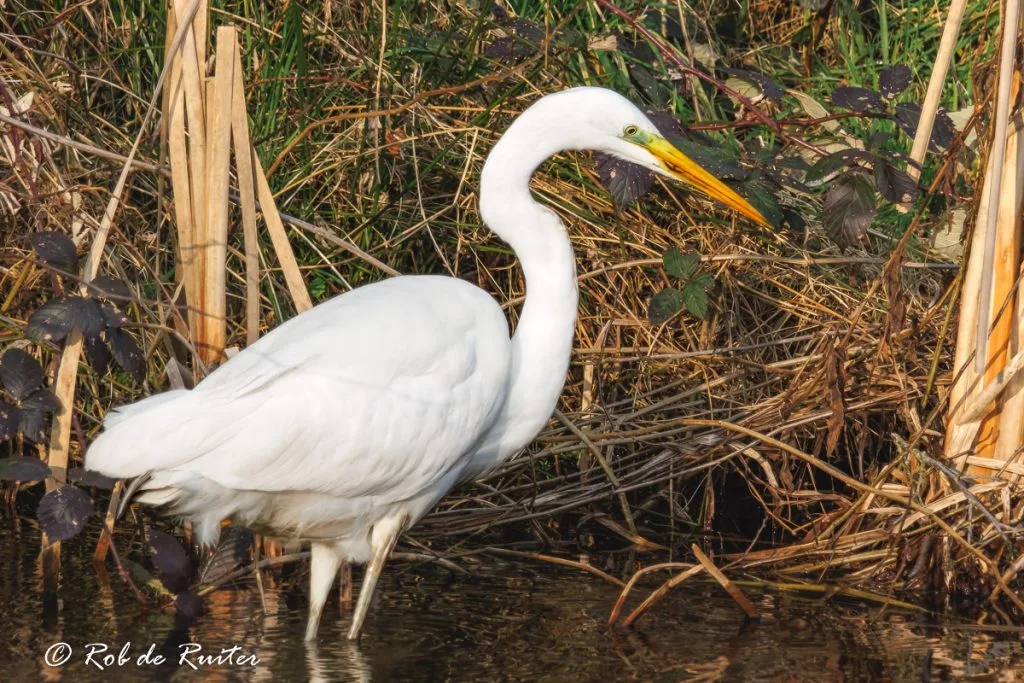 Een witte reiger tussen bladeren en water.