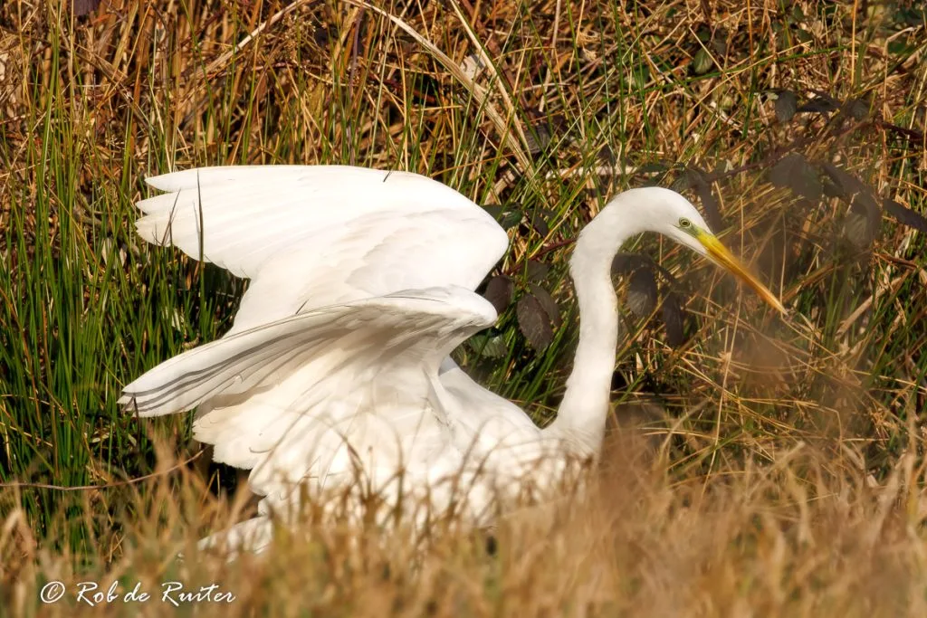 Een witte reiger tussen bladeren en water.