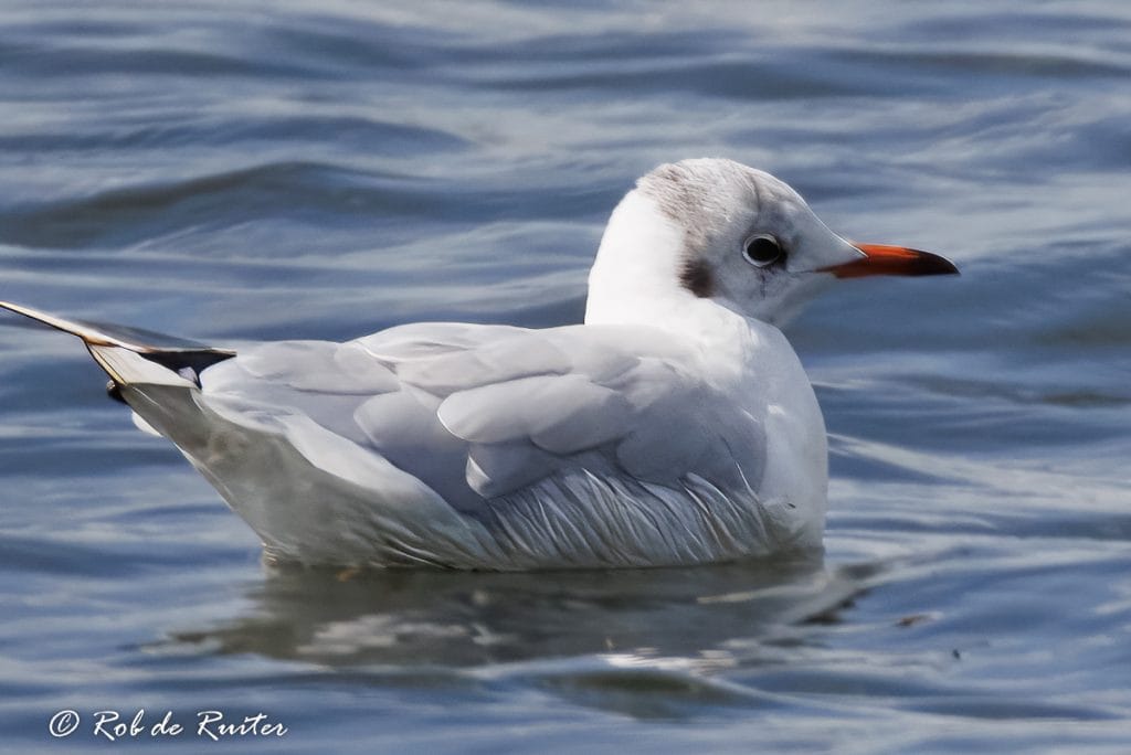 Zwanenmeer met een witte meeuw op het water