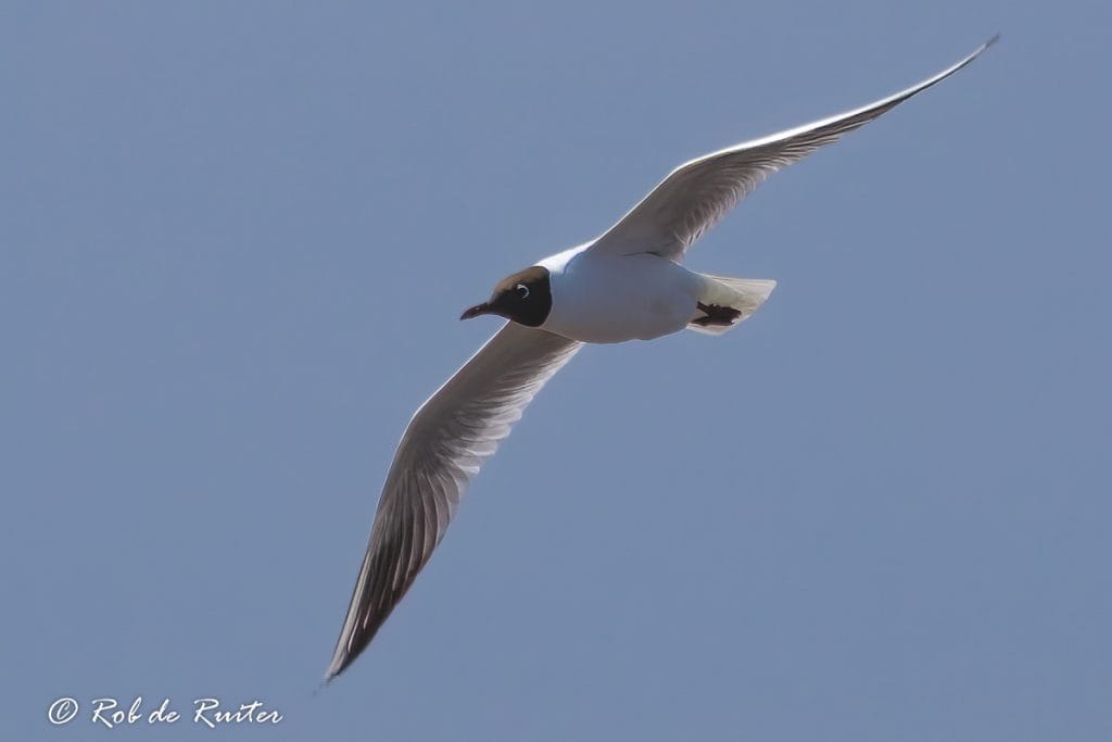 Een meeuw vliegt door de lucht.