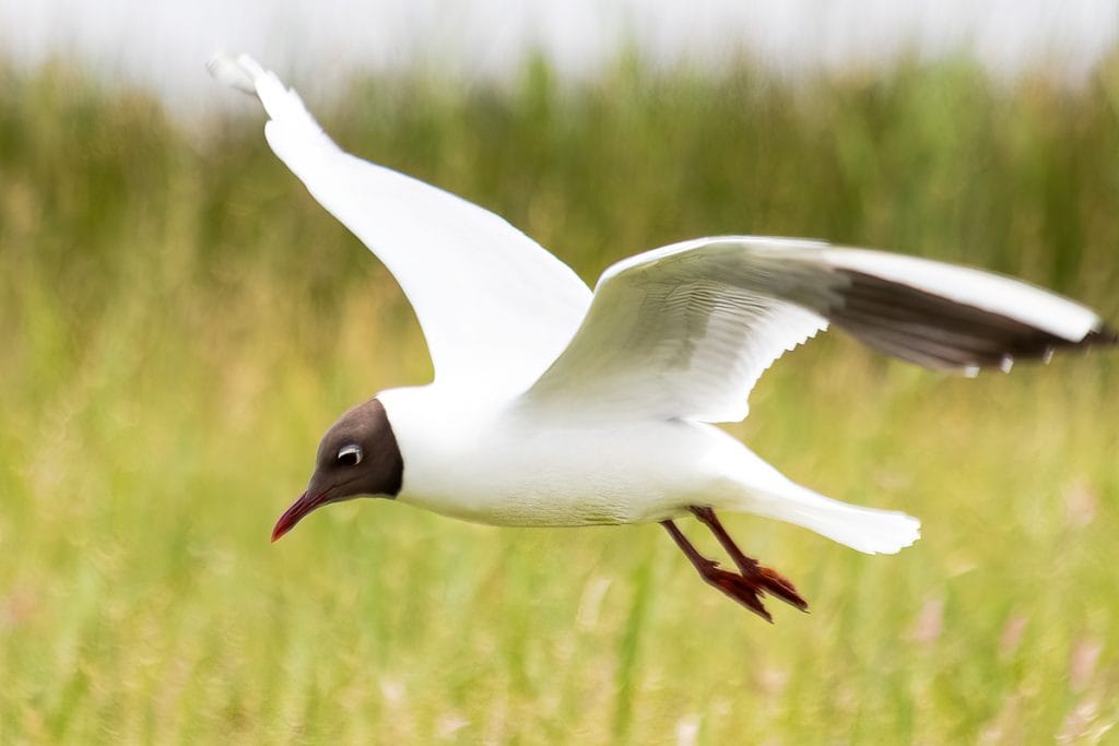 Een vliegende meeuw boven een groene achtergrond.