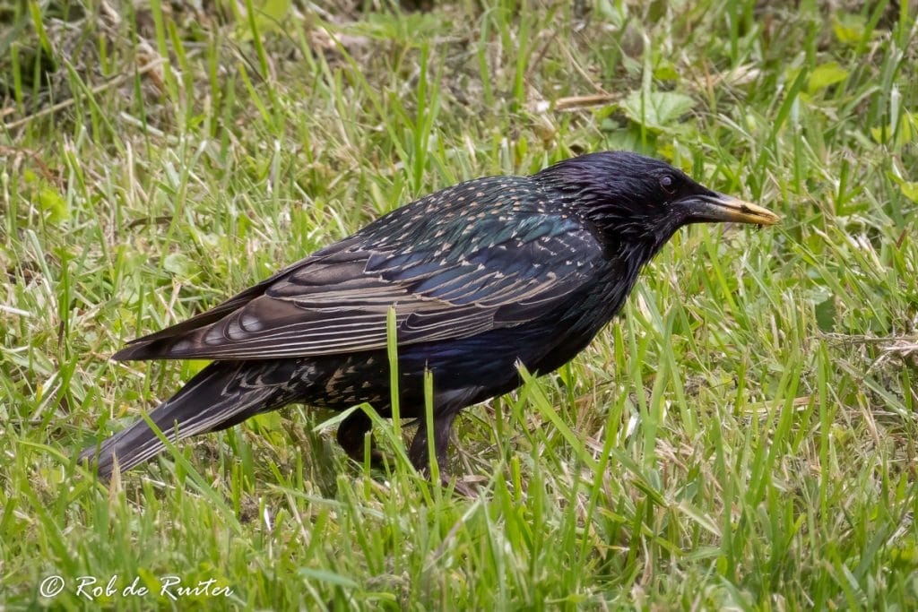 Zwarte vogel zoekt voedsel in het gras.