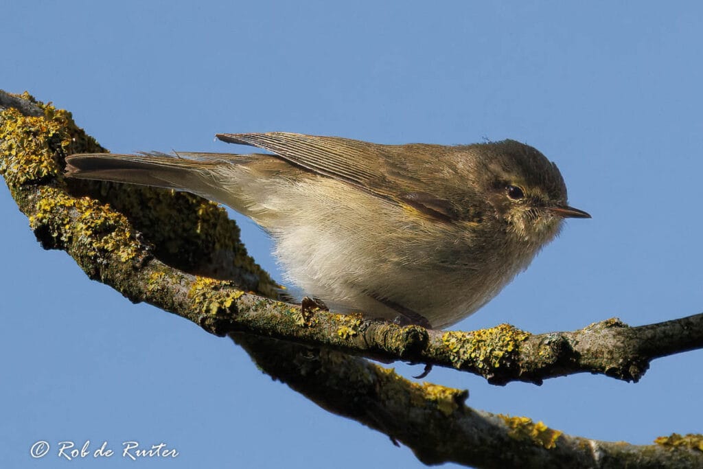 Kleine bruine zangvogel op met korstmos bedekte tak