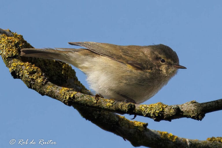 Kleine bruine zangvogel op met korstmos bedekte tak