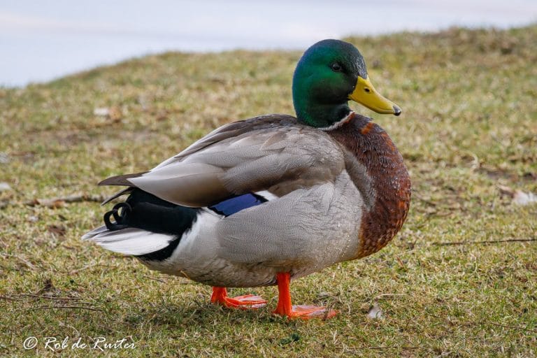 Een kleurrijke eend staat op gras.