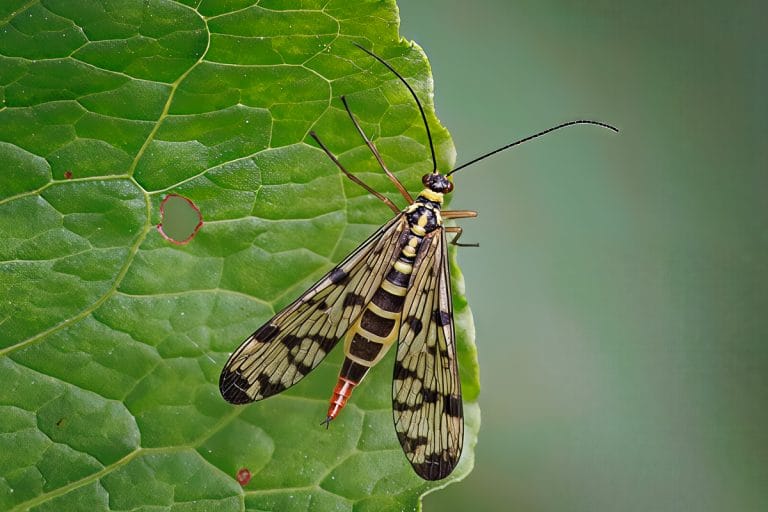 Insect met opvallende vleugels op een blad.