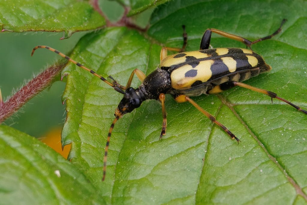 Zwart-geel gestreepte kever op een blad