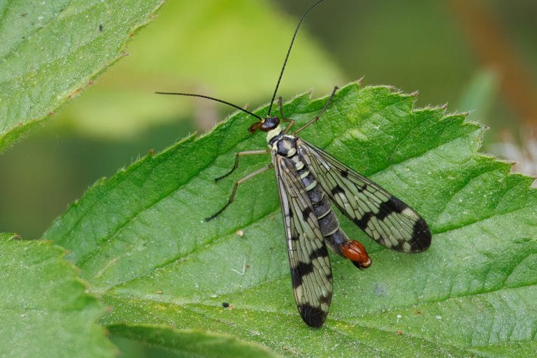 Insect met gestreepte vleugels op een blad.