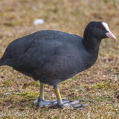 Een meerkoet loopt over grasveld.
