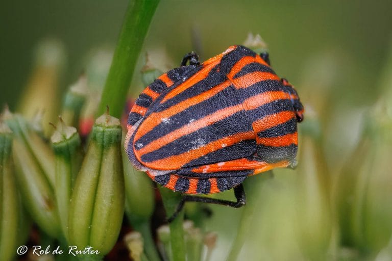 Kleurige insect met zwarte en oranje strepen.