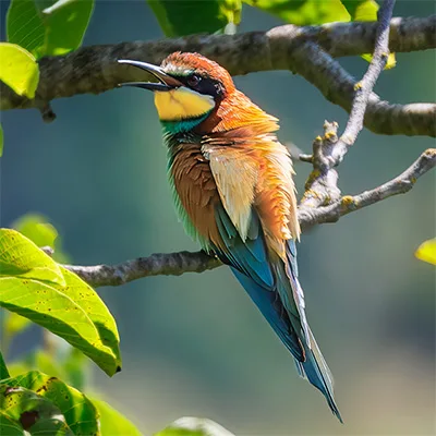 Kleurige bijeneter zittend op een tak